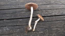 Agrocybe vervacti