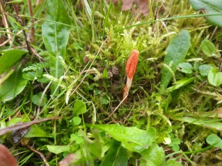 Cordyceps militaris