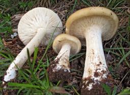 Melanoleuca subalpina