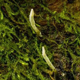 Xylaria hypoxylon