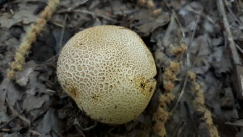 Scleroderma citrinum