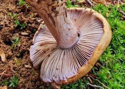 Calonarius suaveolens