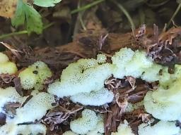 Ceratiomyxa porioides