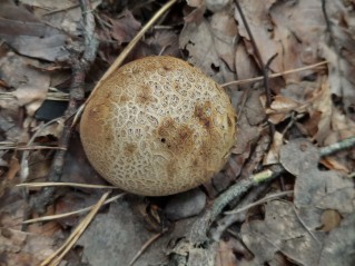 Scleroderma citrinum