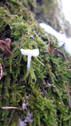 Mycena