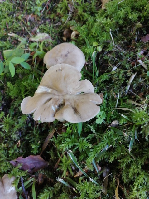 Entoloma rhodopolium