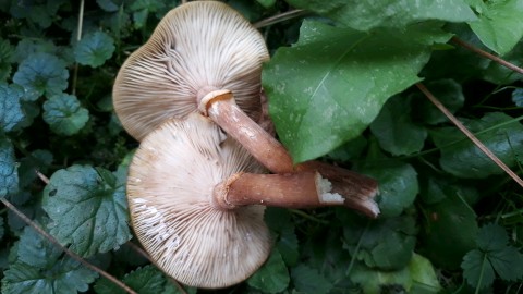 Armillaria mellea