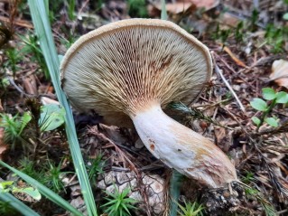 Paxillus involutus