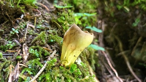 Helvella acetabulum