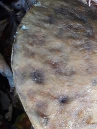 Leccinellum pseudoscabrum