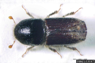 Ips typographus