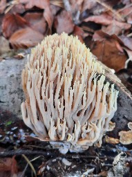 Ramaria rubella