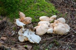 Albatrellopsis confluens