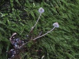 Mycena erubescens