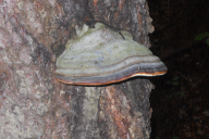 Fomitopsis pinicola