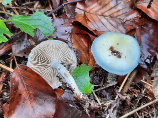 Stropharia aeruginosa