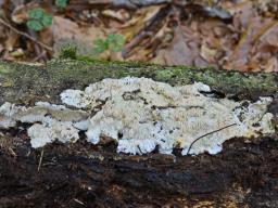Dentipellis fragilis