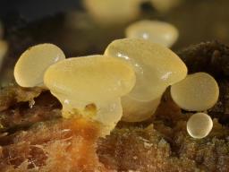 Dacrymyces capitatus