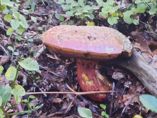 Rubroboletus rhodoxanthus