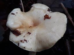 Lentinus brumalis