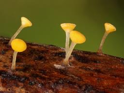 Hymenoscyphus reynoutriae