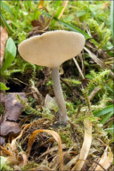 Helvella macropus