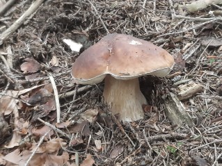 Boletus edulis