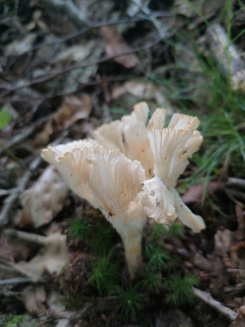 Infundibulicybe gibba