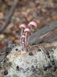 Mycena haematopus