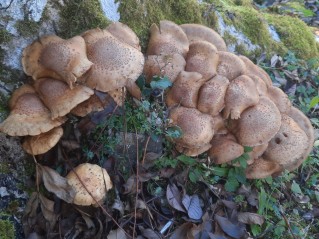 Pholiota squarrosa