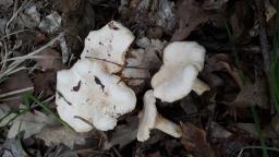 Cantharellus pallens