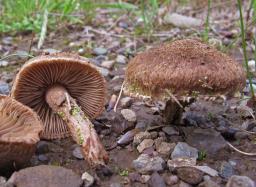 Inocybe lacera