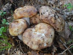 Russula illota