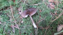 Pluteus umbrosus