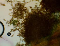 Puccinia modiolae