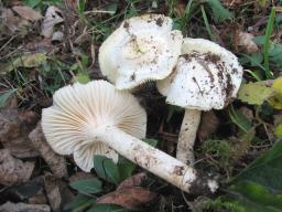 Hygrophorus chrysodon