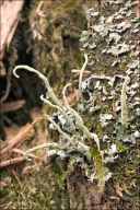 Cladonia coniocraea