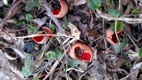 Sarcoscypha coccinea