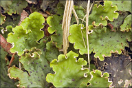 Peltigera leucophlebia