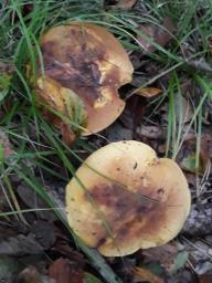 Neoboletus xanthopus