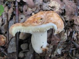 Lactarius chrysorrheus