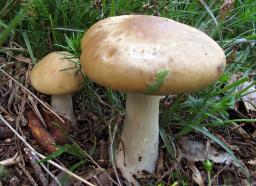 Melanoleuca subalpina