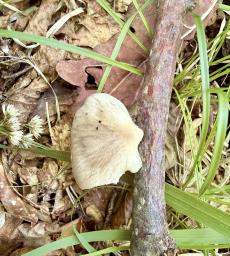Pleurotus pulmonarius