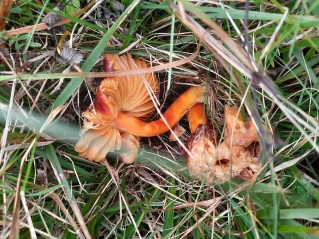 Hygrocybe punicea