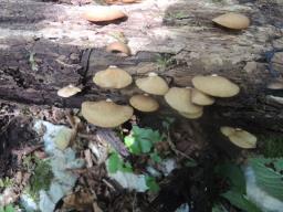 Crepidotus applanatus