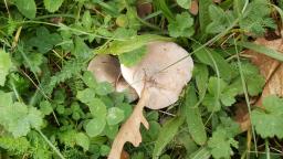 Lepista luscina