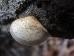 Crepidotus mollis