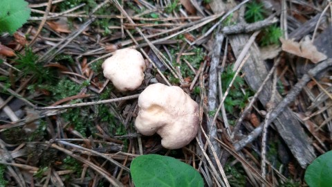 Cantharellus amethysteus