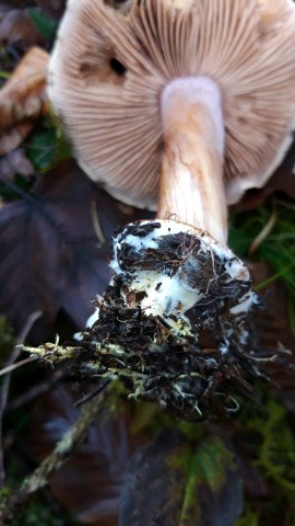 Cortinarius