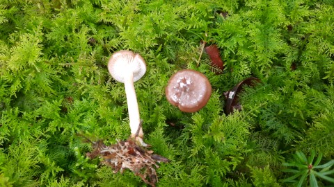 Rhizocybe pruinosa